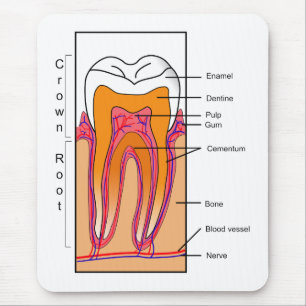 Tapis De Souris Diagramme en coupe d'une dent humaine