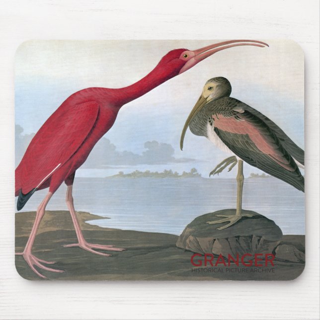 Tapis de souris d'IBIS d'écarlate d'Audubon (Devant)