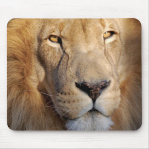 Tapis de souris d'images de lion
