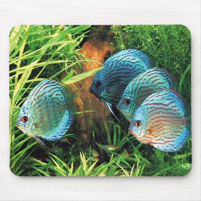 Tapis De Souris Discus Fish in aquatic plant aquqrium (Devant)