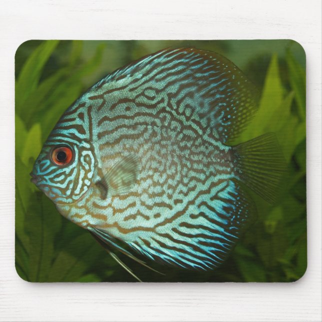 Tapis De Souris Discus - Symphysodon aequifasciata (Devant)