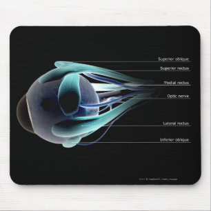 Tapis De Souris Disposition de tous les muscles dans l'oeil humain