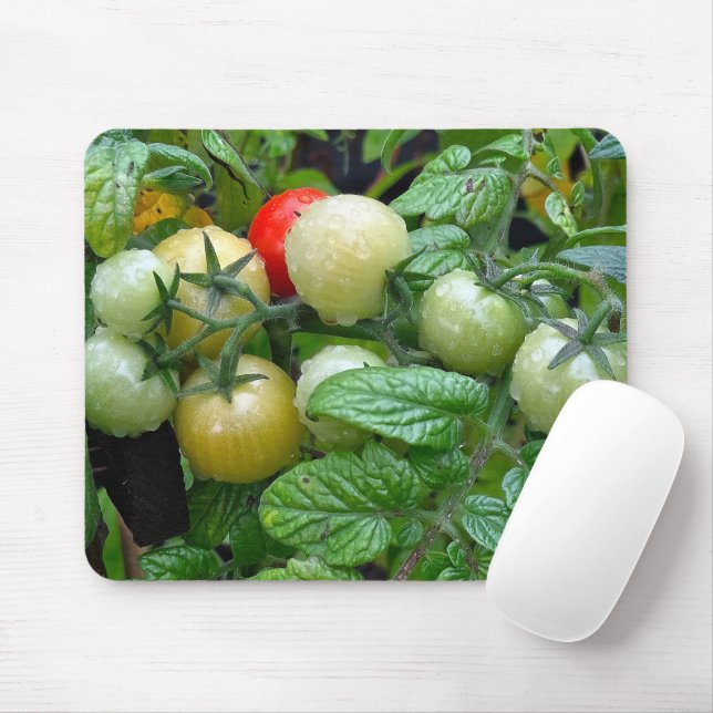 Tapis De Souris Diverses étapes de maturation des tomates cerises (Avec souris)