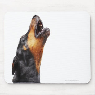 Tapis De Souris Doberman hurle, gros plan