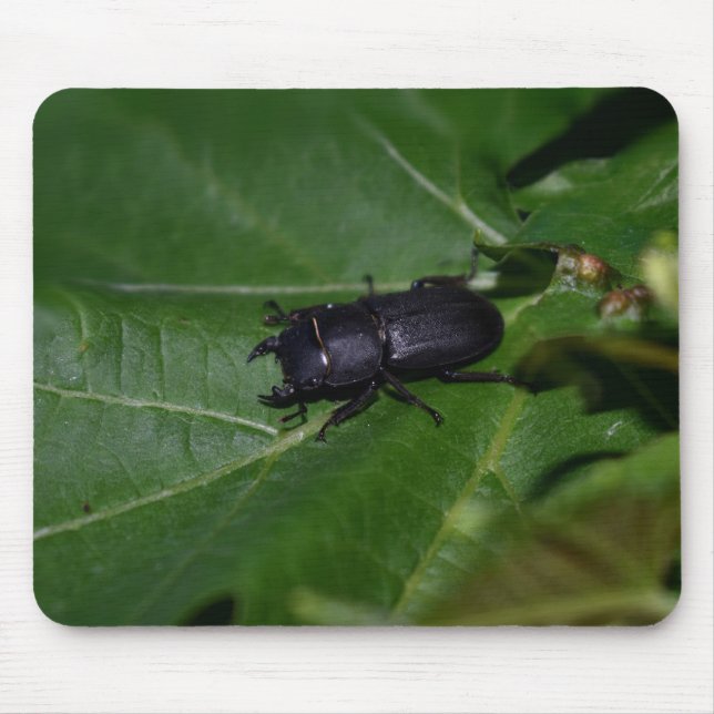 Tapis De Souris Dorcus parallelipipedus, le moindre dendroctone du (Devant)