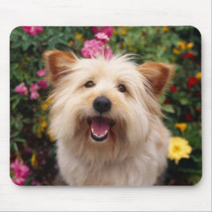 Tapis de souris d'ordinateur Chien chiot Cairn Ter