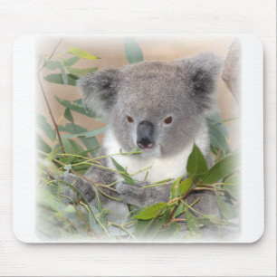 Tapis de souris d'ours de koala