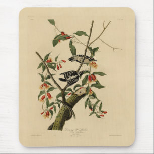Tapis De Souris Downy Woodpecker - from Audubon's Birds of America
