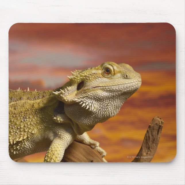 Tapis De Souris Dragon à épaulettes (Pogona Vitticeps) sur branche (Devant)