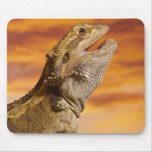 Tapis De Souris Dragon barbu (Pogona Vitticeps) sur la roche,