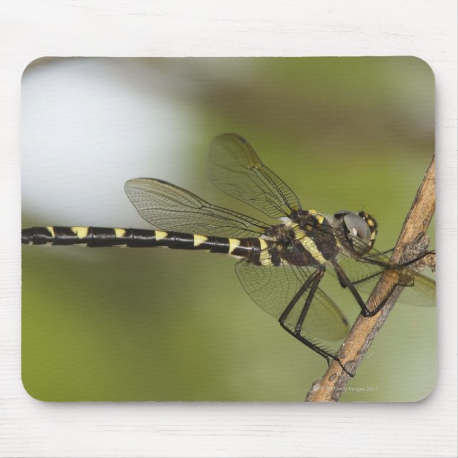 Tapis De Souris Dragonfly 5 (Devant)