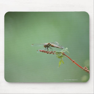 Tapis De Souris Dragonfly 6