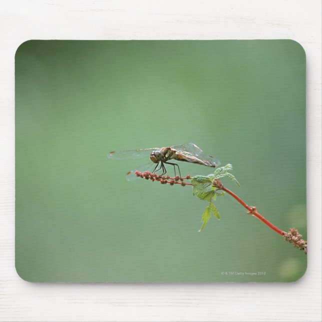 Tapis De Souris Dragonfly 6 (Devant)