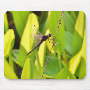 Tapis De Souris Dragonfly Blue and black on grass.