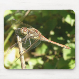 Tapis De Souris Dragonfly on Twig Macro Mousepad