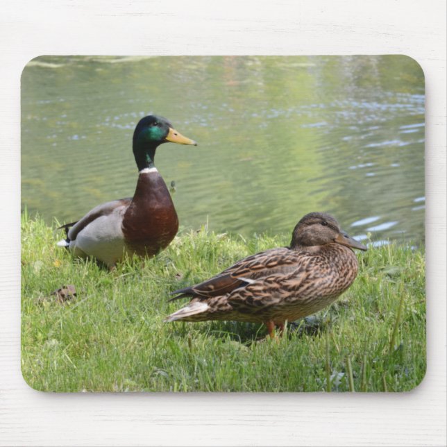 Tapis De Souris Drake et canard dans le sauvage (Devant)