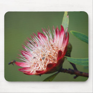 Tapis De Souris Drakensberg Sugarbush (Protea Dracomontana)