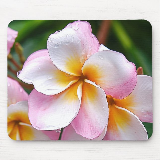 Tapis De Souris Dream Palette: Franjipani flower (Devant)