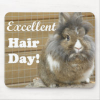 Drôle "Excellente journée des cheveux" pour lapin