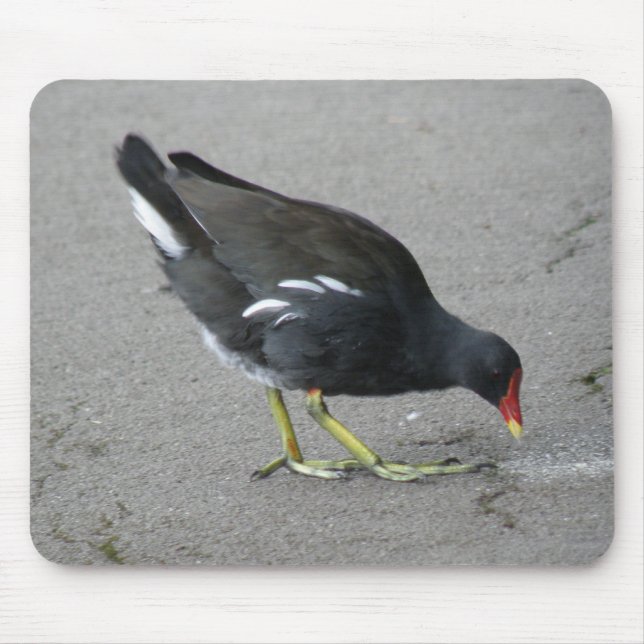 Tapis De Souris Drôle Moorhen prendre un bow Mousepad (Devant)