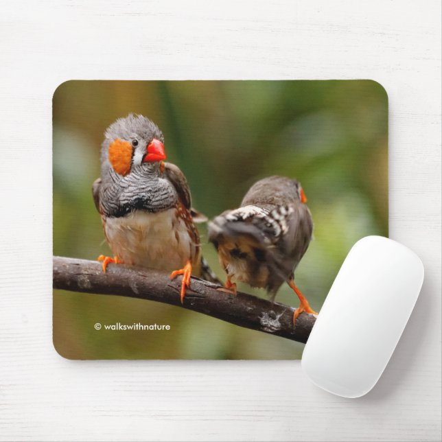 Tapis De Souris Drôle Saucy Cheeky Paire de Zebra Finches Songbird (Avec souris)