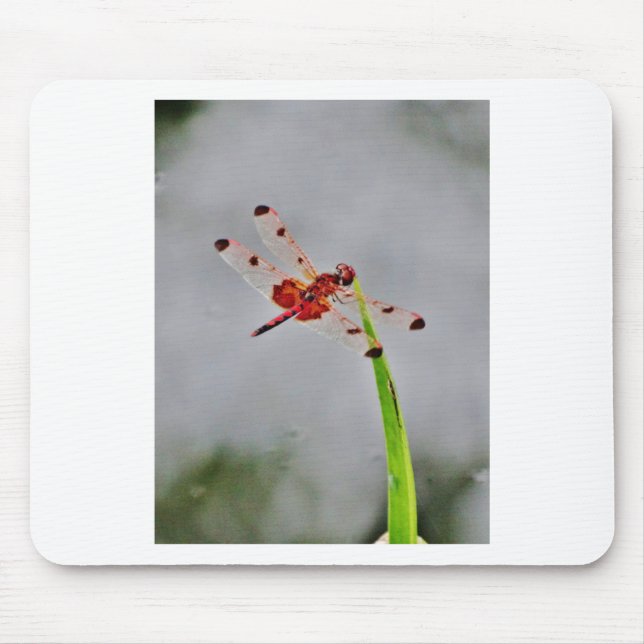 TAPIS DE SOURIS DSC00029.JPG (Devant)