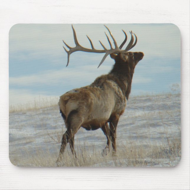 Tapis De Souris E58 Bull Elk Lucky 13 Bull (Devant)
