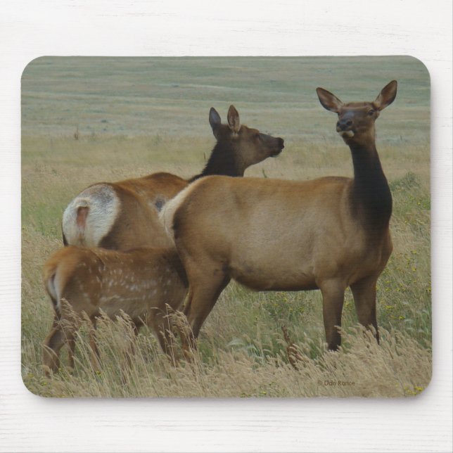 Tapis De Souris E61 Vache Wapiti et Jeune (Devant)