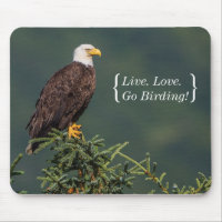 Eagle chauve majestueux