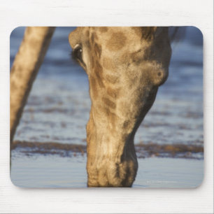 Tapis De Souris Eau potable de girafe (Giraffa Camelopardalis)