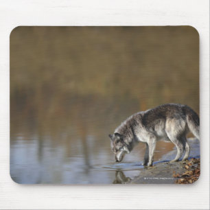 Tapis De Souris Eau potable de loup d'un étang