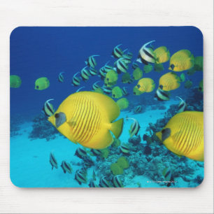 Tapis De Souris École de la natation de poissons de papillon sur