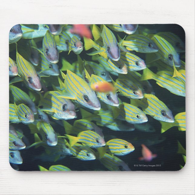 Tapis De Souris École de poissons 7 (Devant)