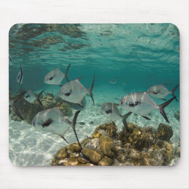 Tapis De Souris École de poissons permis (Devant)