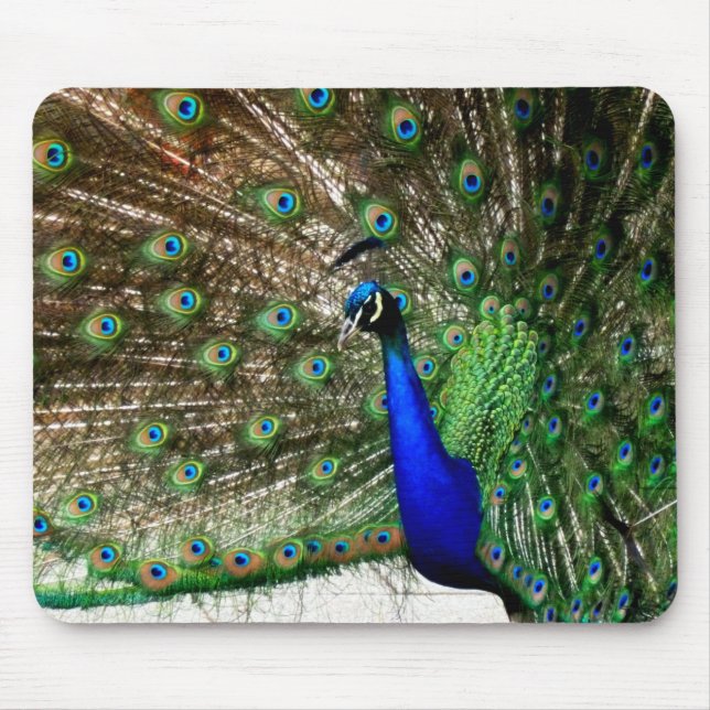 Tapis De Souris Écran Peacock Homme (Devant)