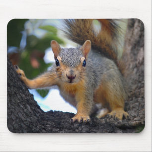 Tapis De Souris Écureuil de bébé dans l'arbre