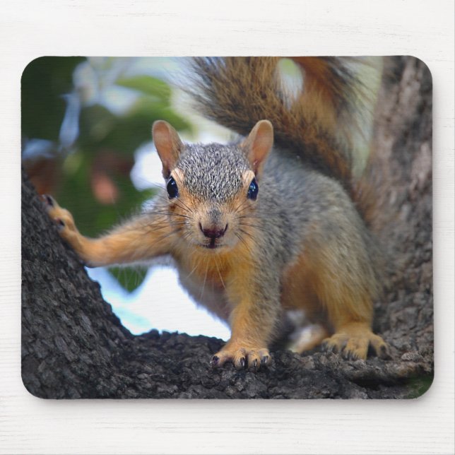 Tapis De Souris Écureuil de bébé dans l'arbre (Devant)