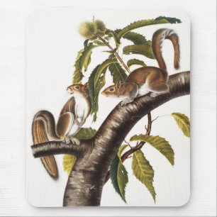 Tapis De Souris Écureuil gris de Caroline (Sciurus Carolinensis)