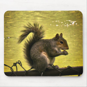 Tapis De Souris Écureuil gris de l'Est (Sciurus carolinensis)