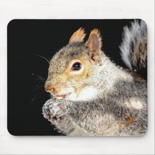 Tapis De Souris Écureuil mangeant une noix