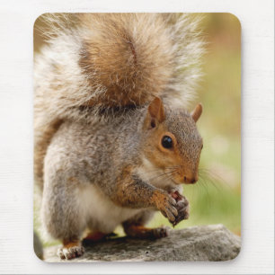 Tapis De Souris Écureuil mignon