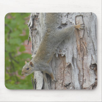 Tapis De Souris Écureuil qui saute hors de l'arbre Photo Souris