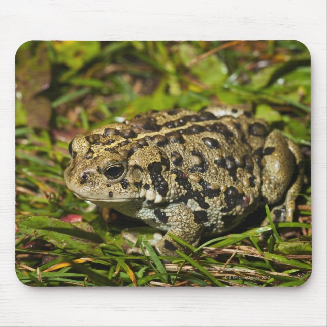 Tapis De Souris edmonton, alberta, canada 2 (Devant)