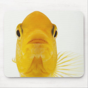 Tapis De Souris Également connu en tant que poisson rouge