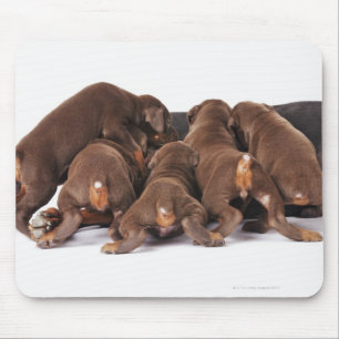 Tapis De Souris Également dobermann Pincher. Chien domestique