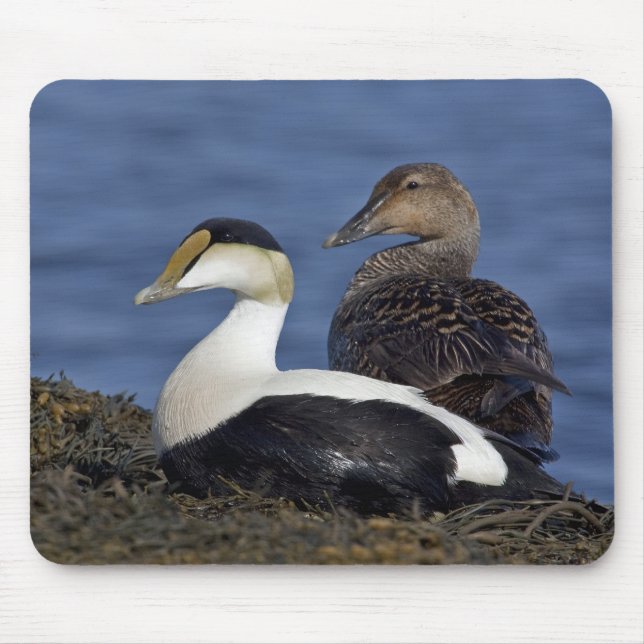 Tapis De Souris Eiders communs Mousepad (Devant)