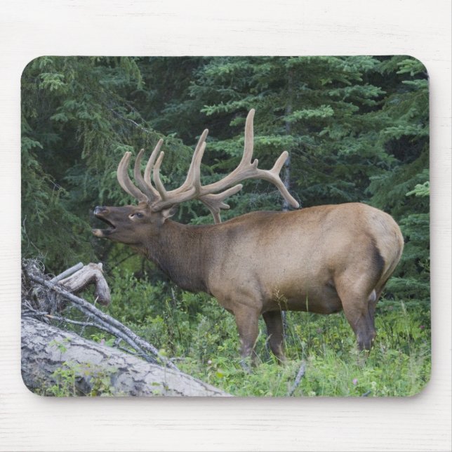 Tapis De Souris Élan bugling dans le parc national de Banff, Canad (Devant)
