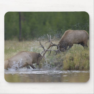 Tapis De Souris Élans mâles se battant, Parc national de Yellowsto