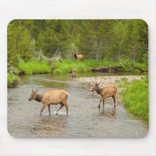 Tapis De Souris Élans traversant la rivière Colorado (Devant)