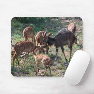 Tapis De Souris Elégant Nyala Antelope photo de la faune
